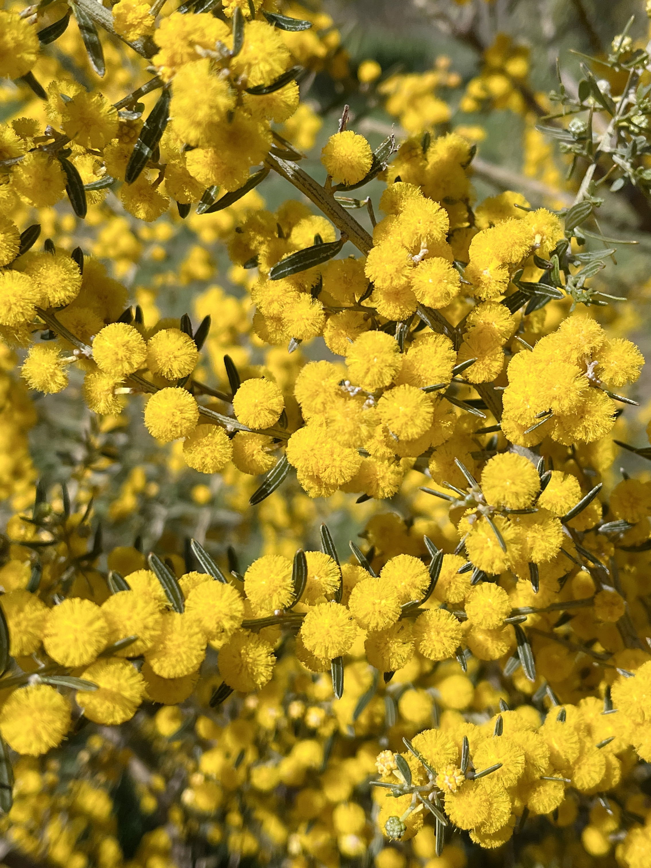 Acacia consobrina