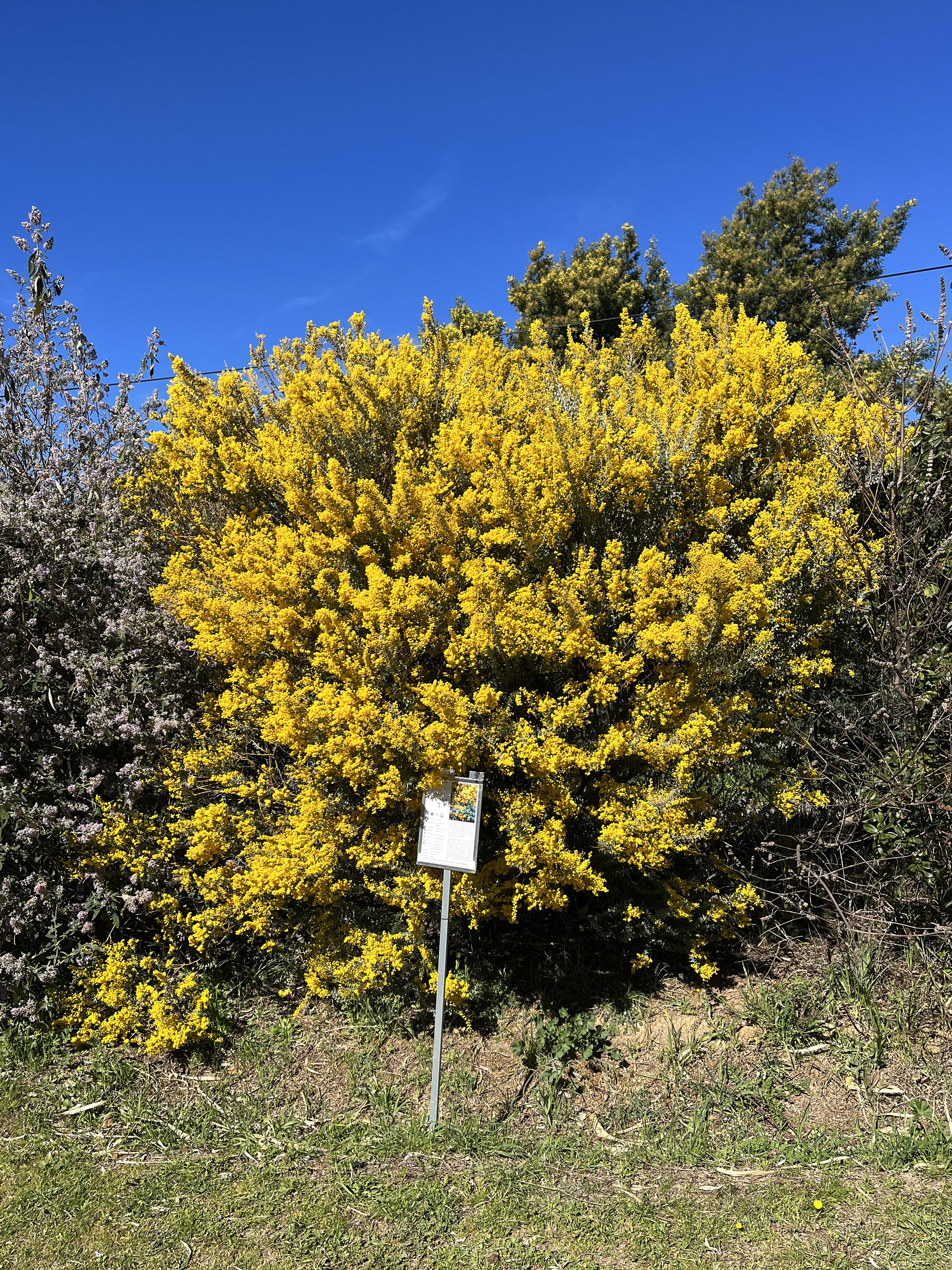 Acacia cultriformis