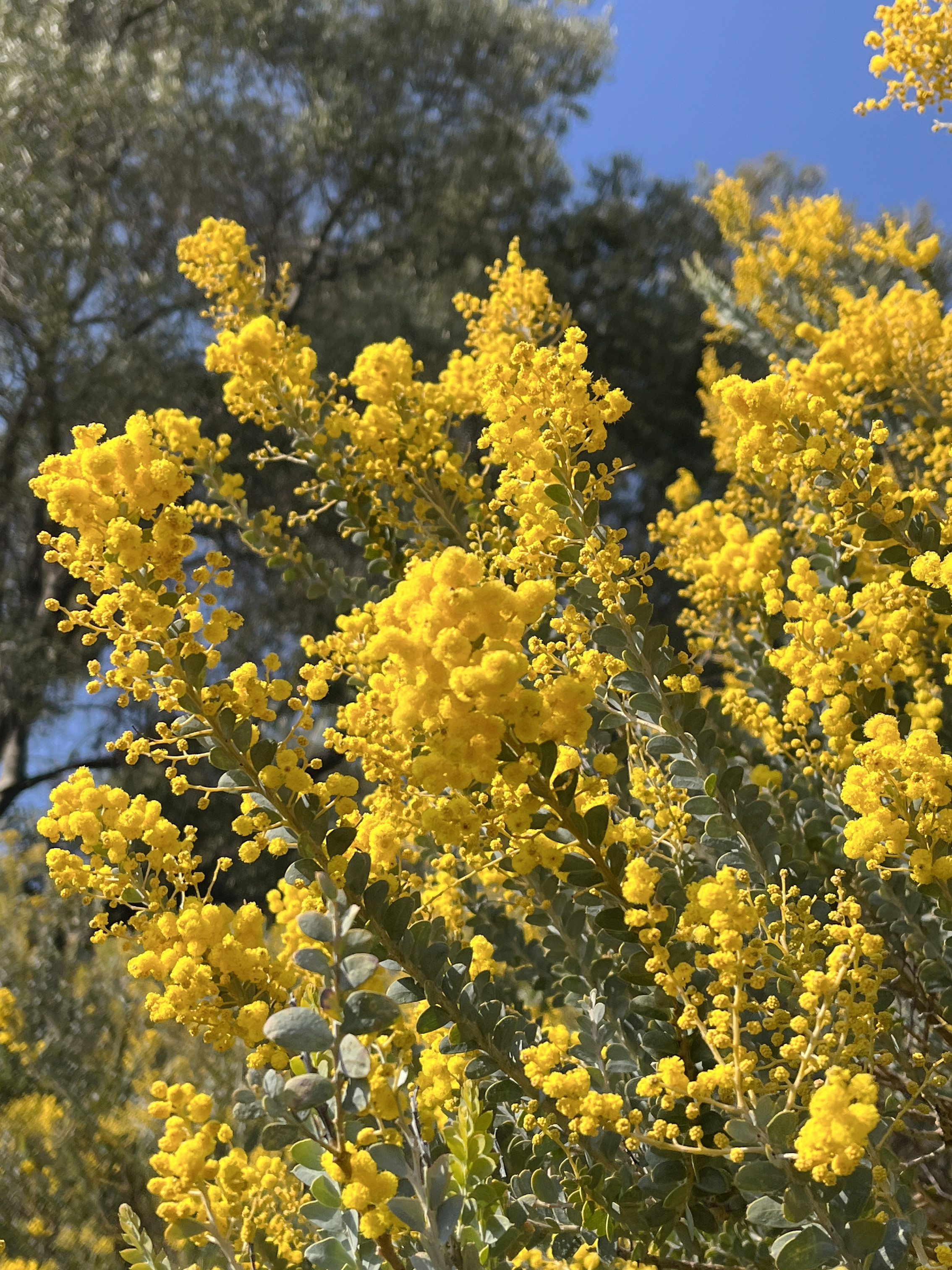 Acacia cultriformis