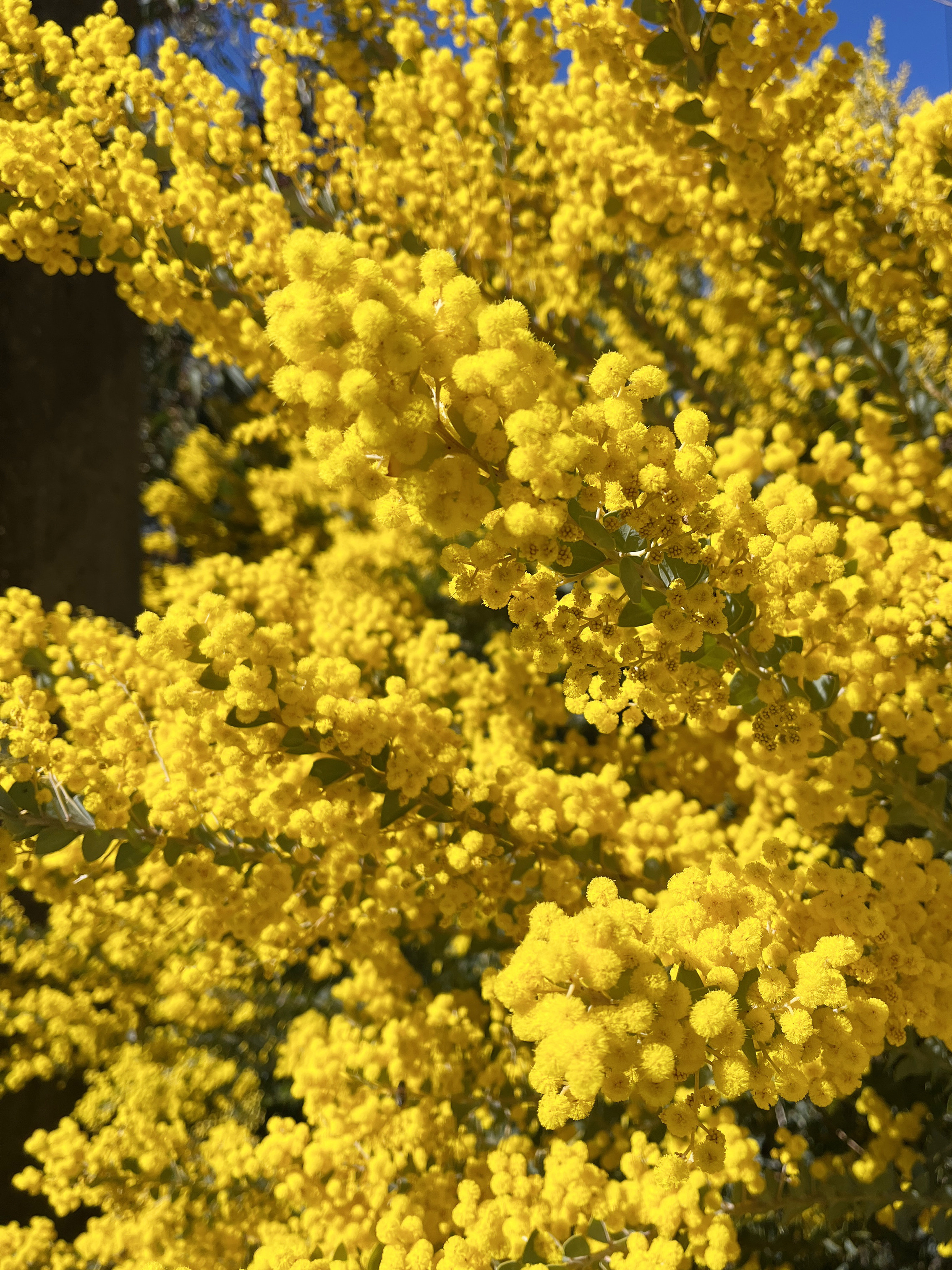 Acacia cultriformis