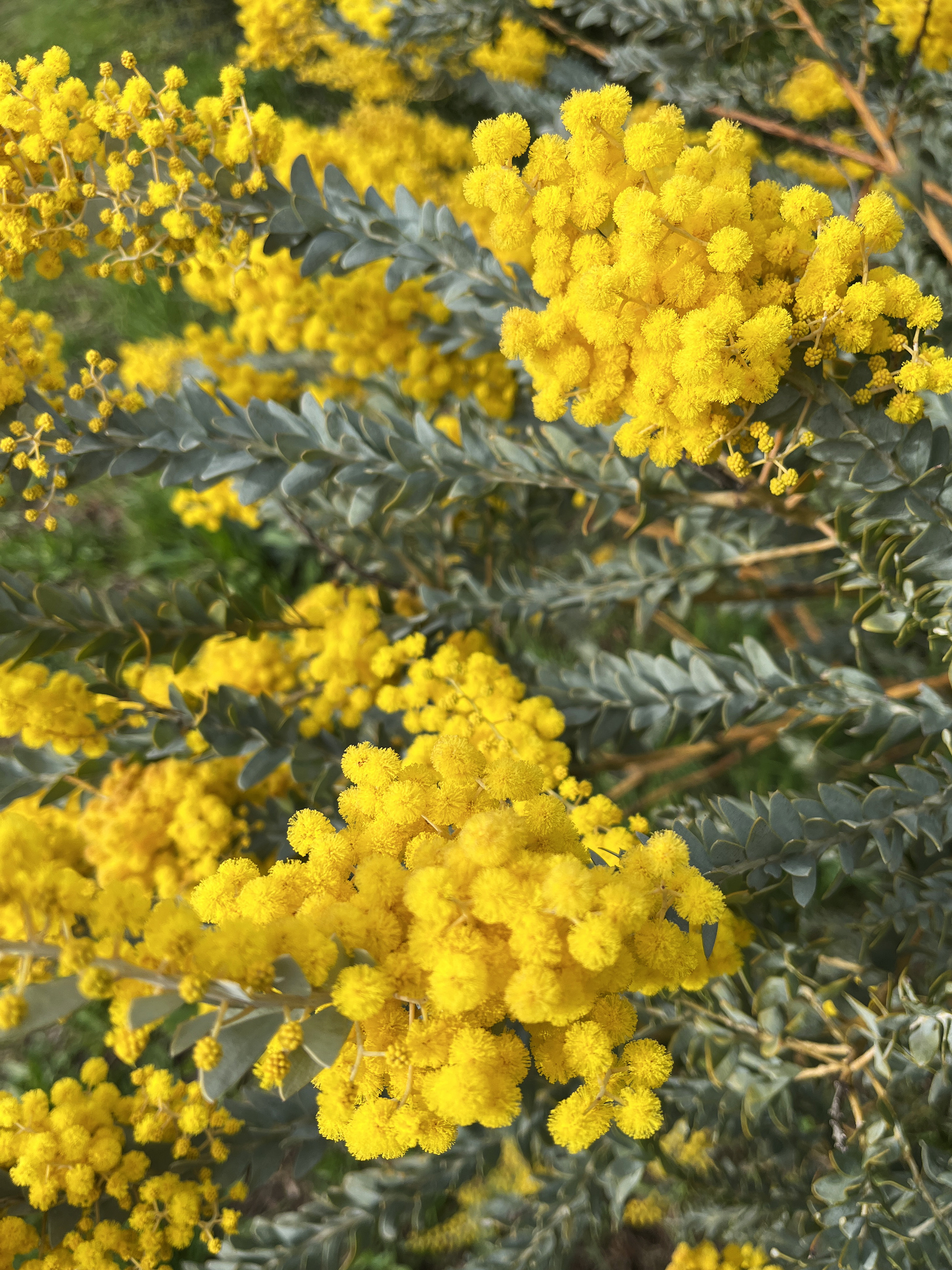 Acacia cultriformis