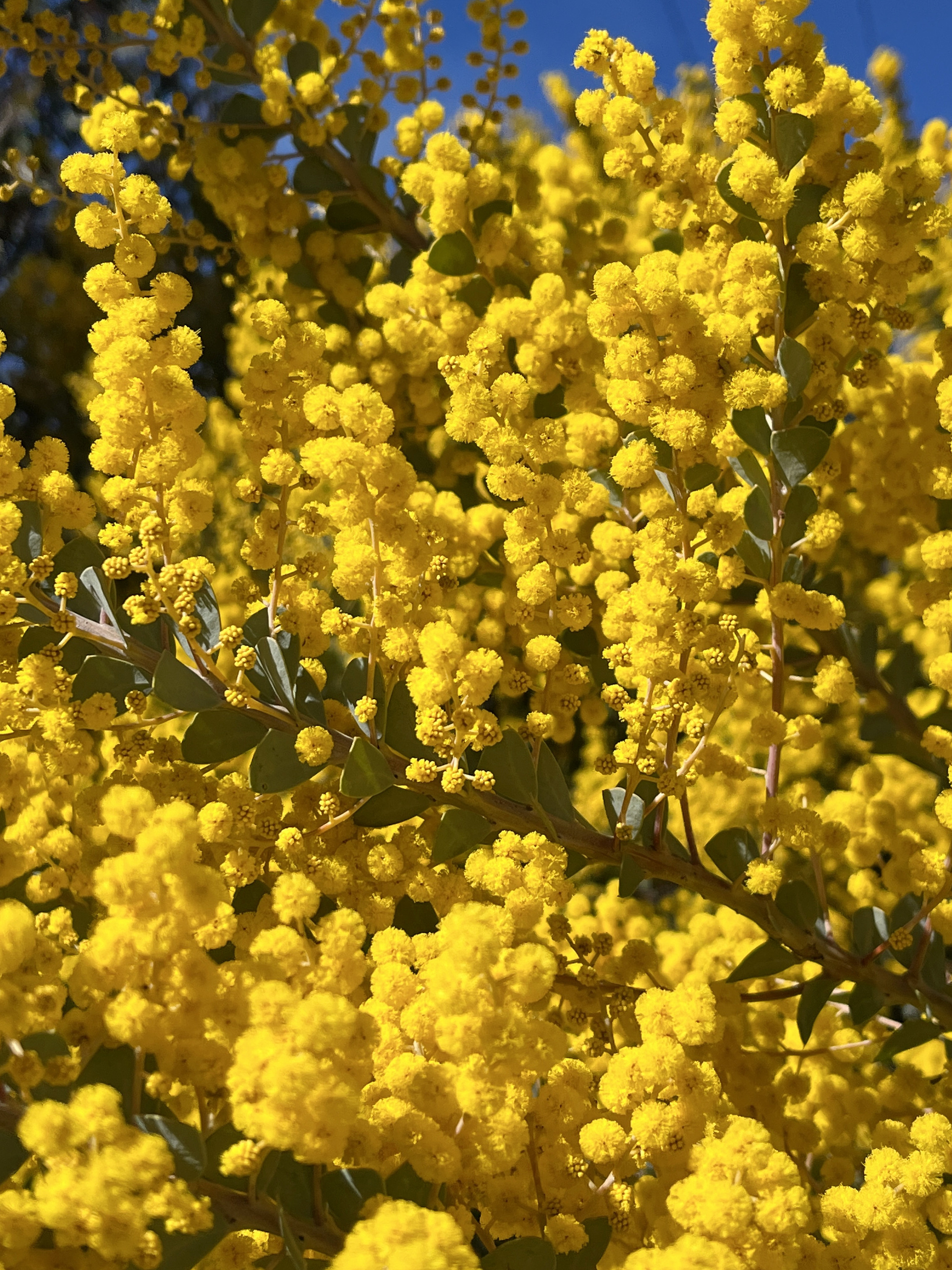 Acacia cultriformis