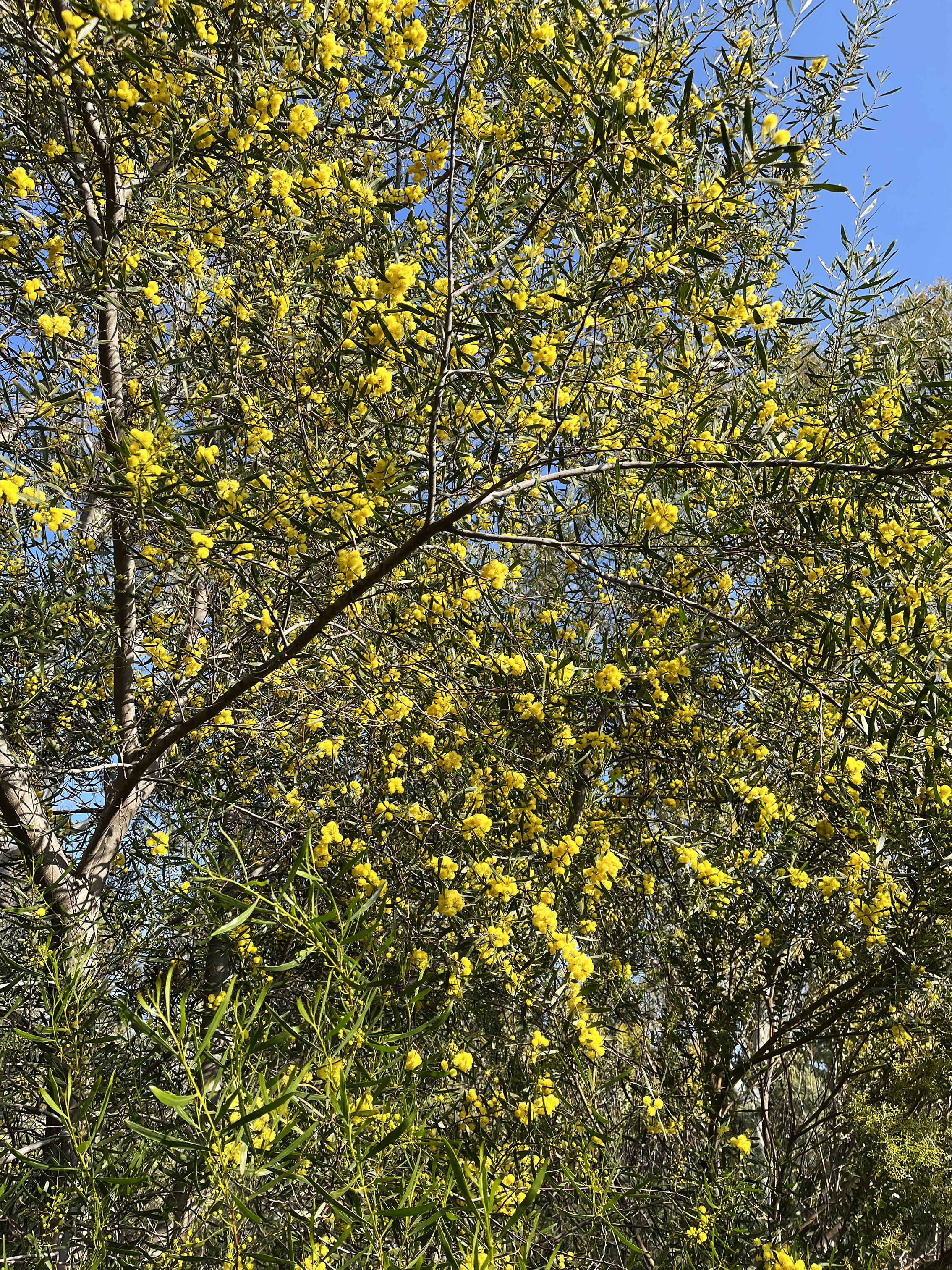 Acacia dodonaeifolia