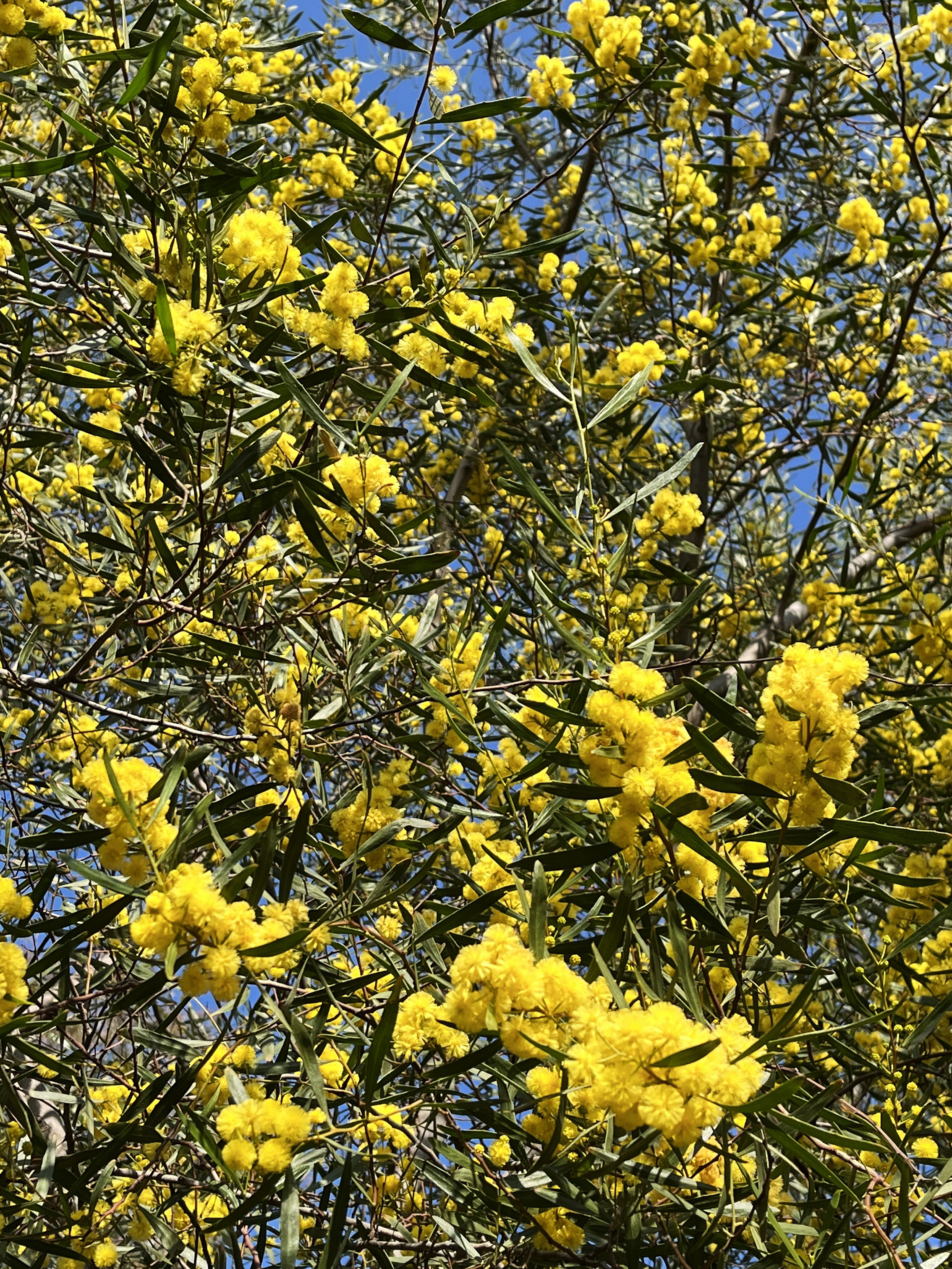 Acacia dodonaeifolia