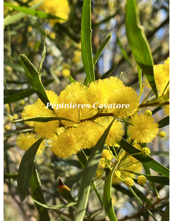 Acacia dodonaeifolia