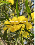 Acacia dodonaeifolia