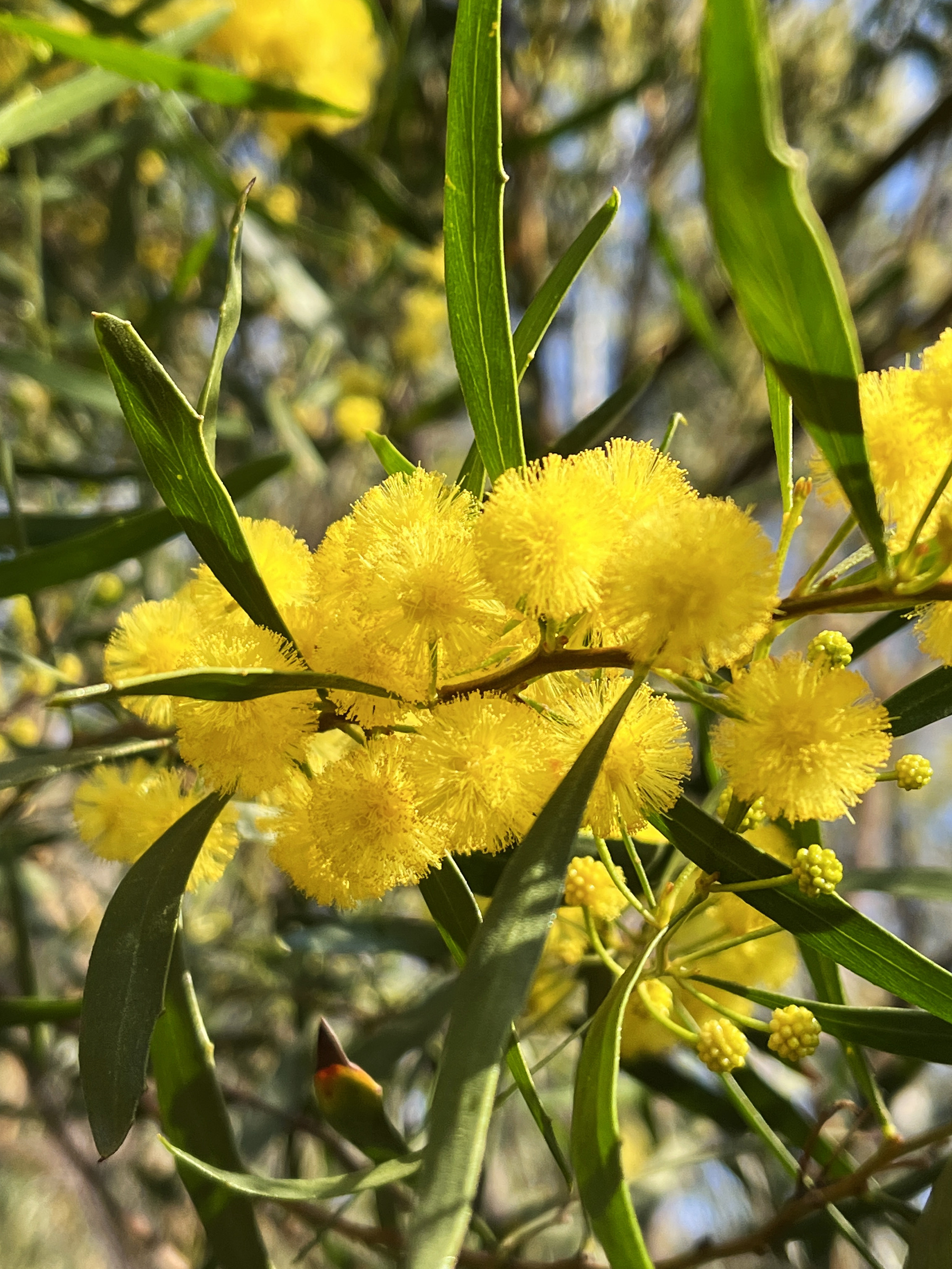 Acacia dodonaeifolia