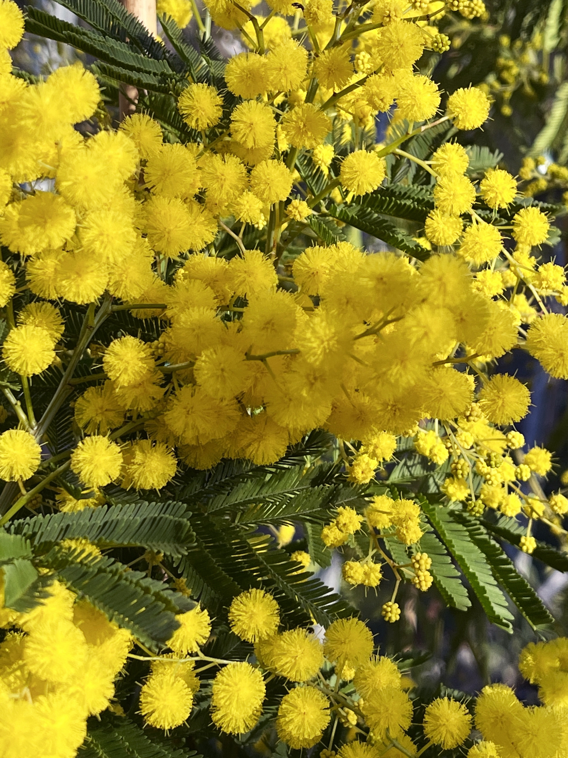 Acacia decurrens 'Tournaire'