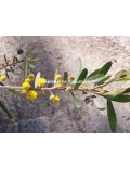 Acacia aspera