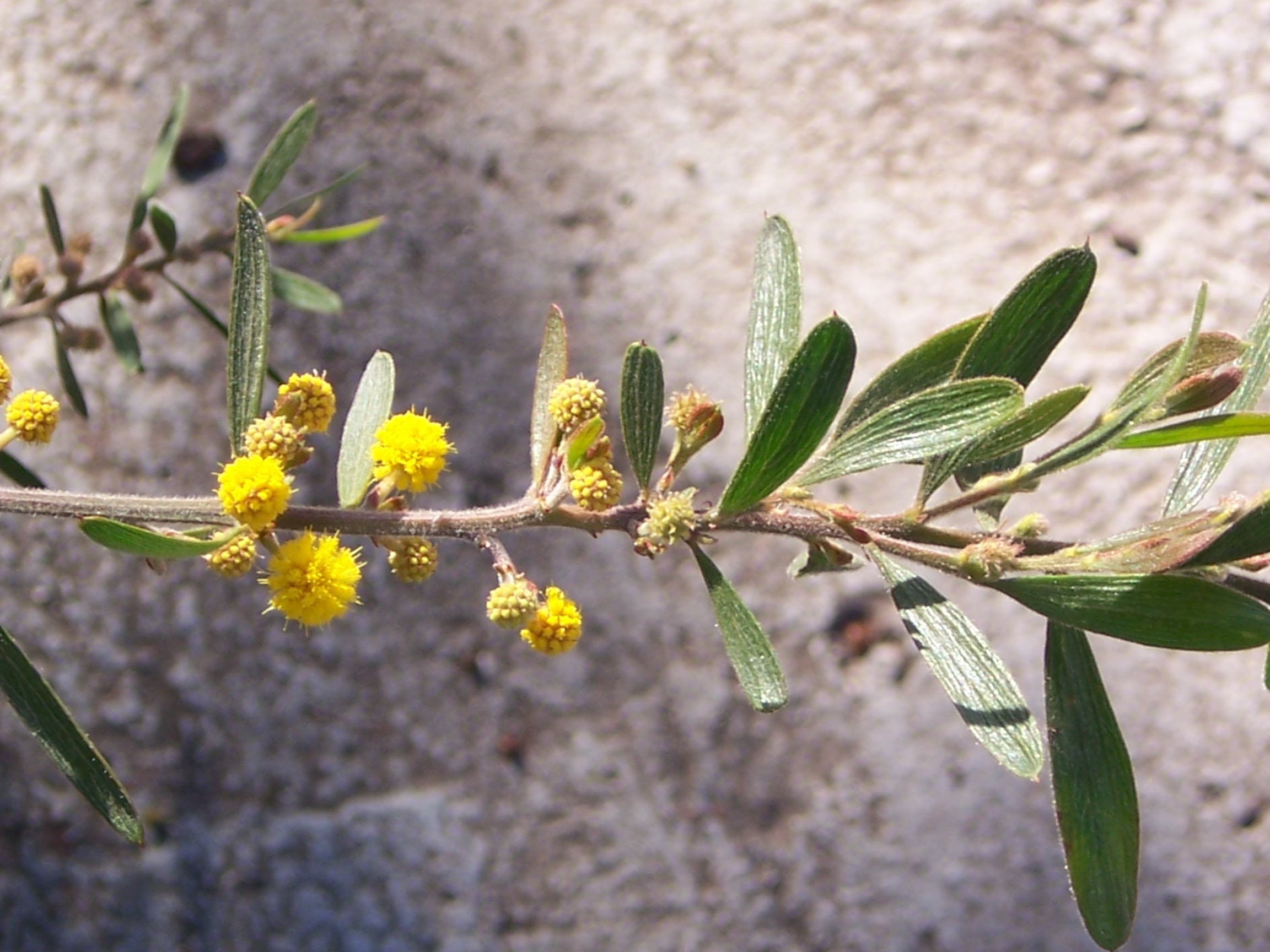 Acacia aspera