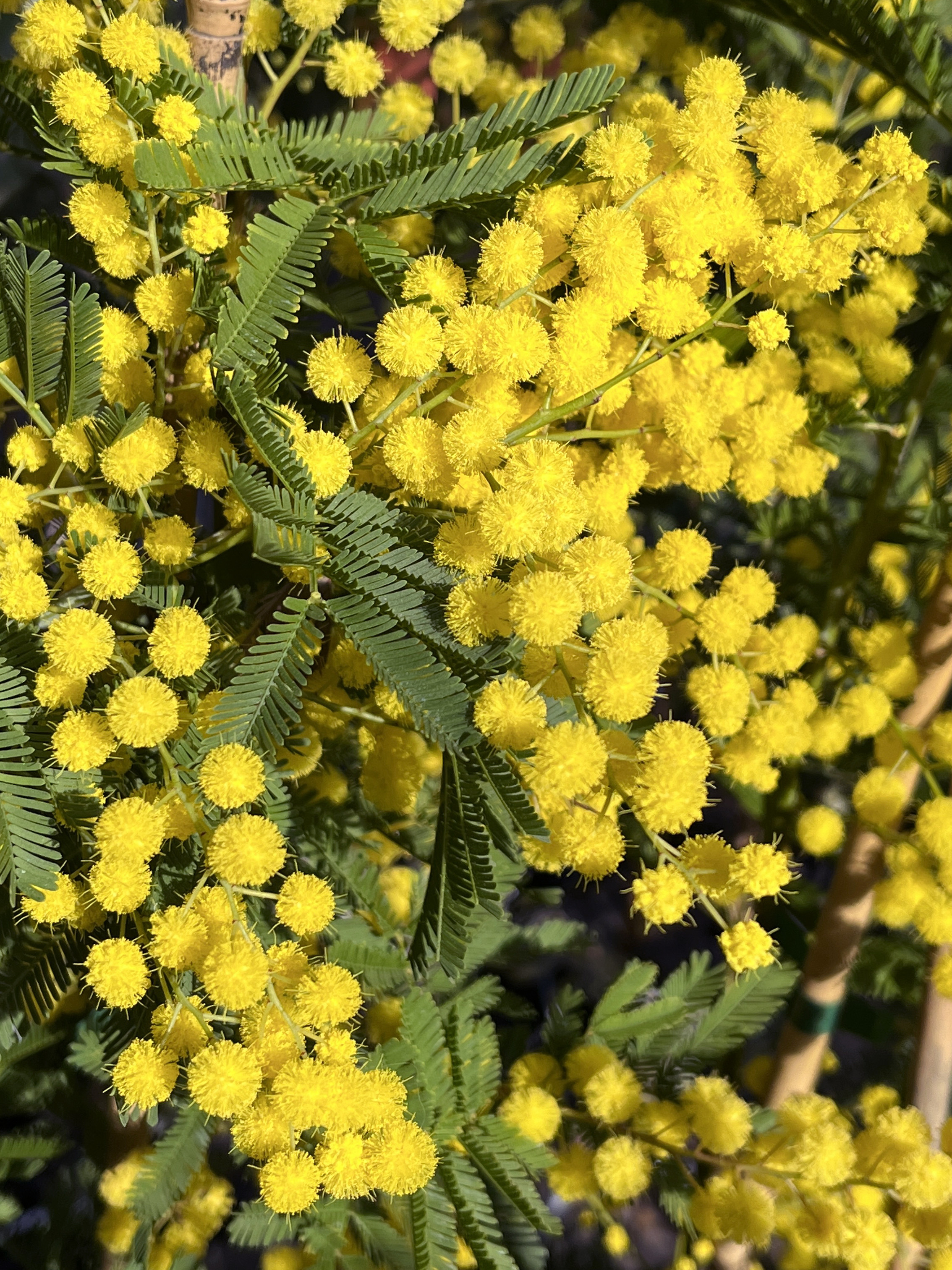 Acacia decurrens 'Tournaire'