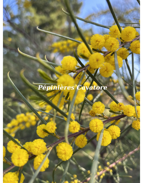 Acacia calamifolia