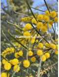 Acacia calamifolia