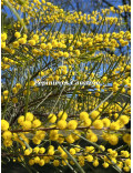 Acacia calamifolia