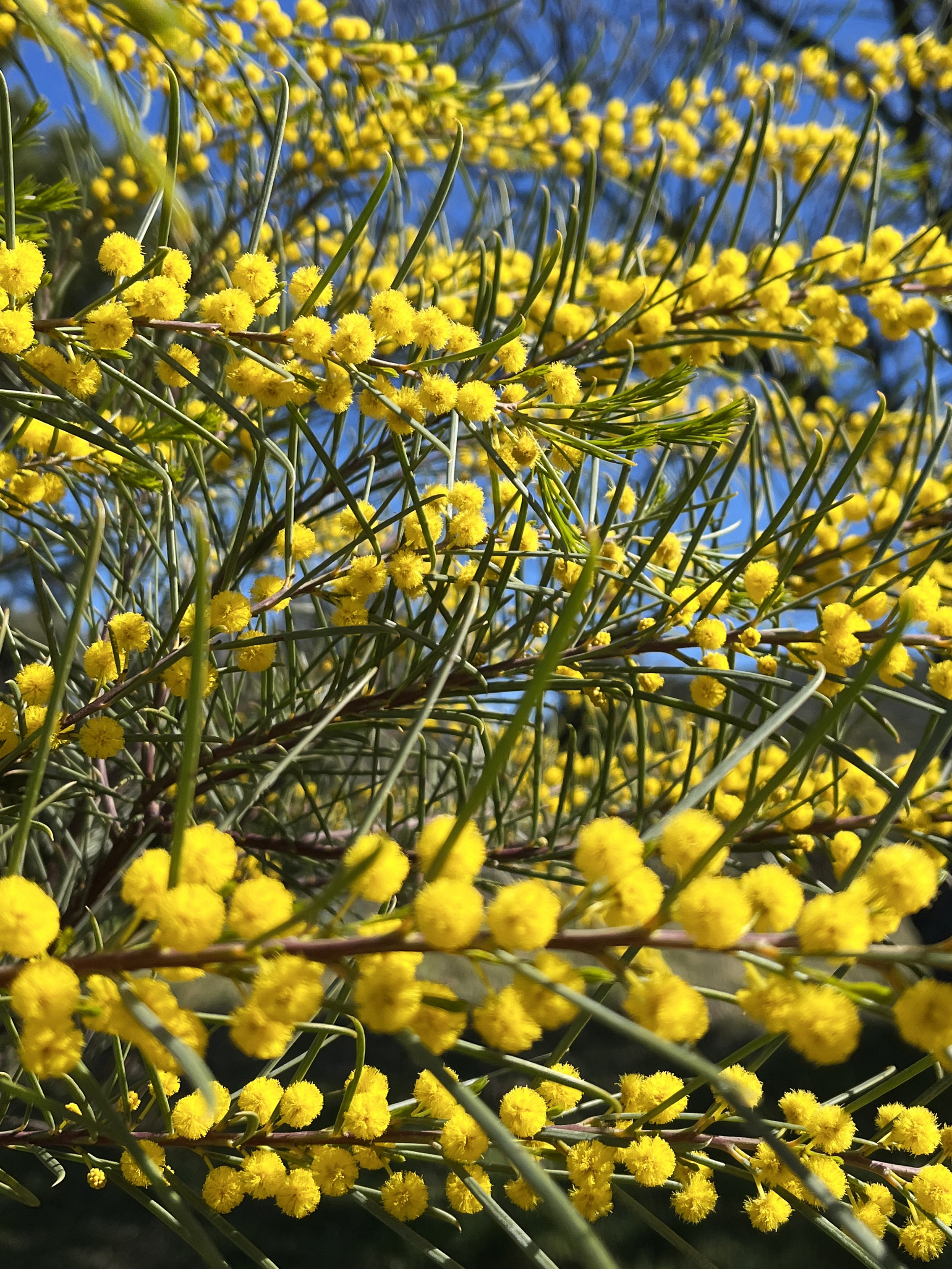 Acacia calamifolia