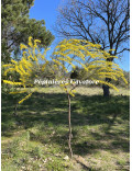 Acacia calamifolia