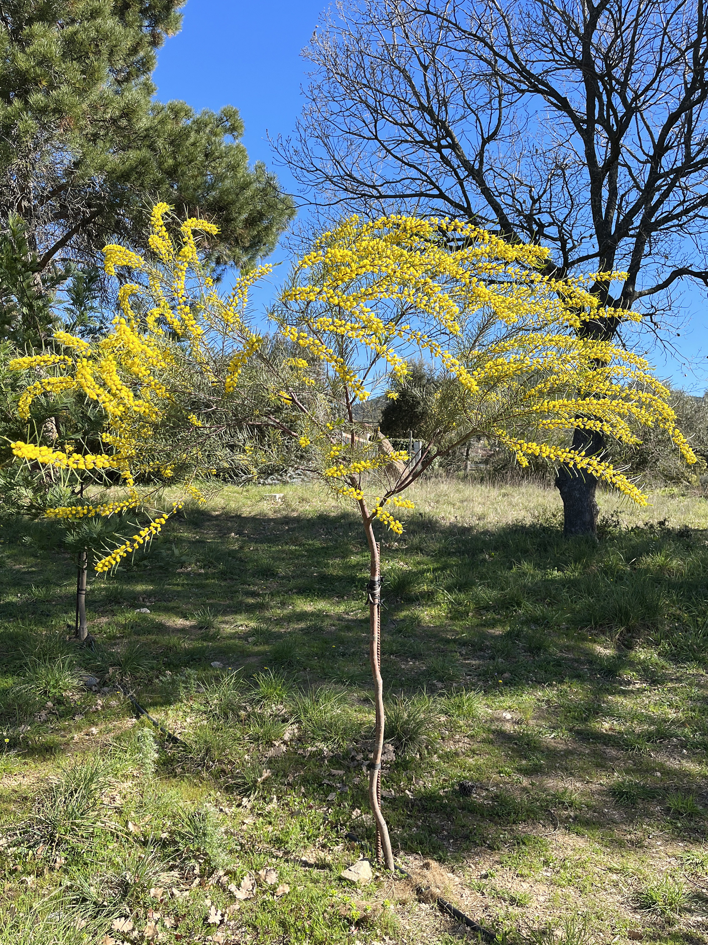 Acacia calamifolia