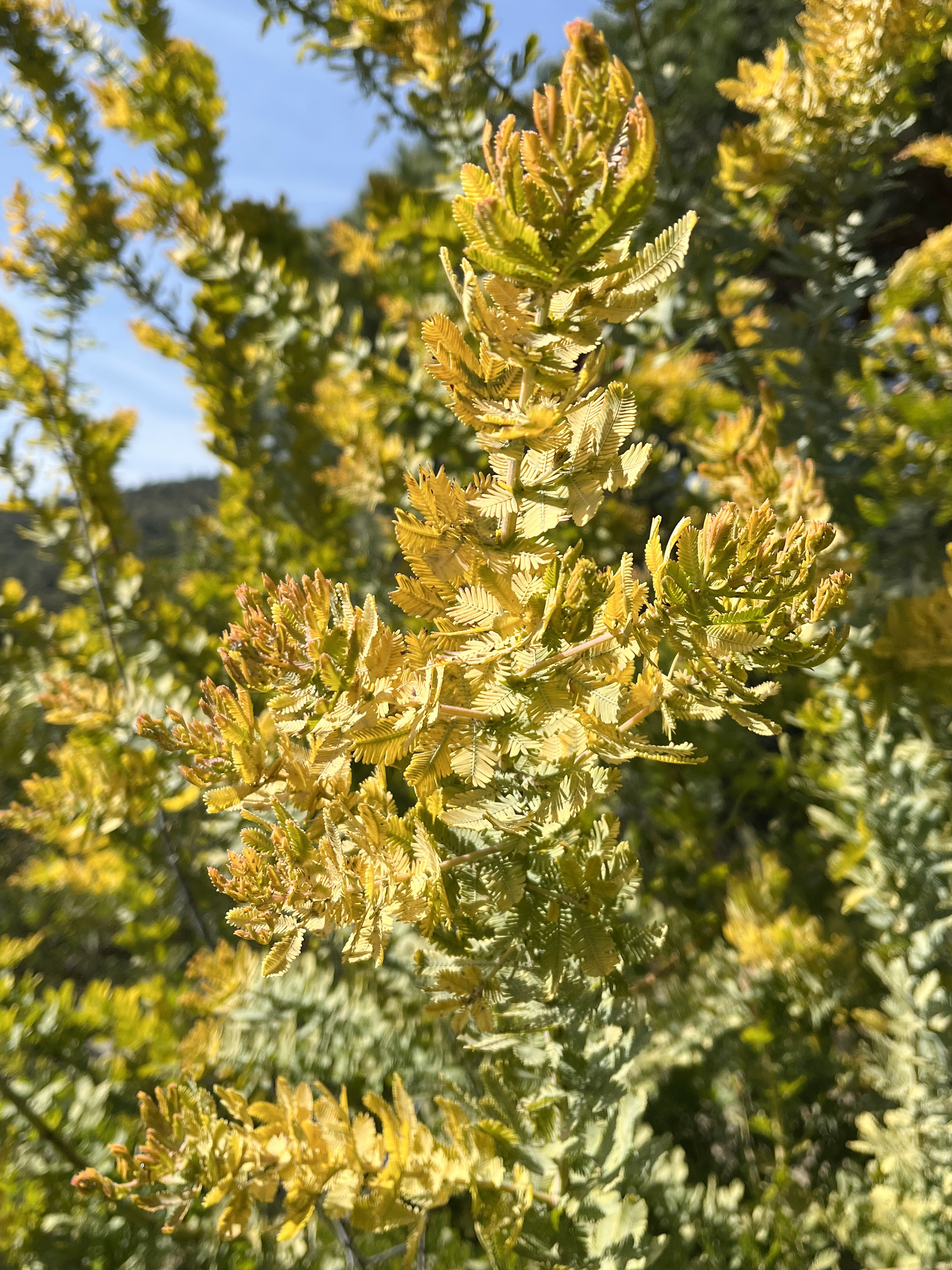 Acacia baileyana var. aurea