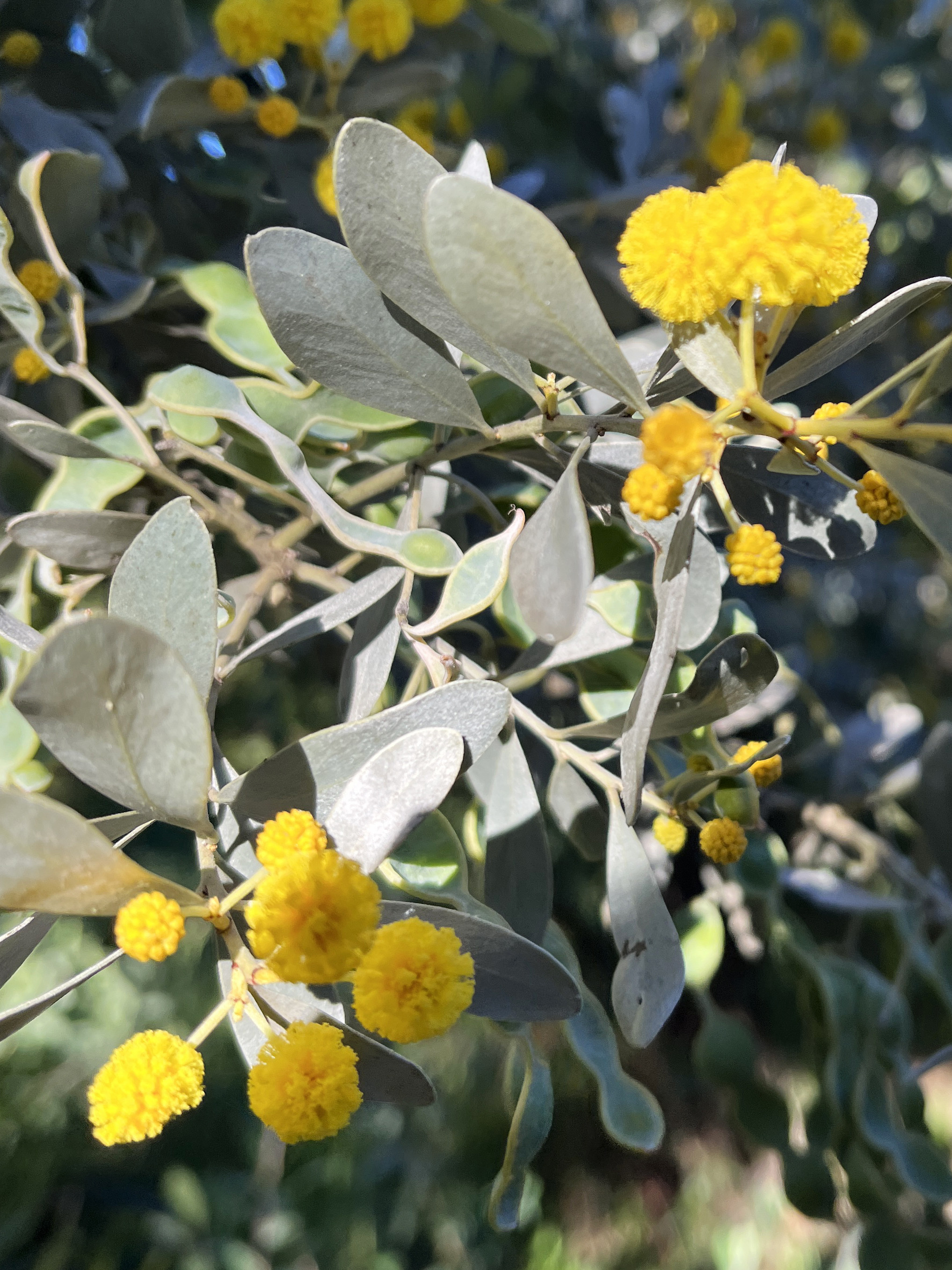 Acacia argyrophylla