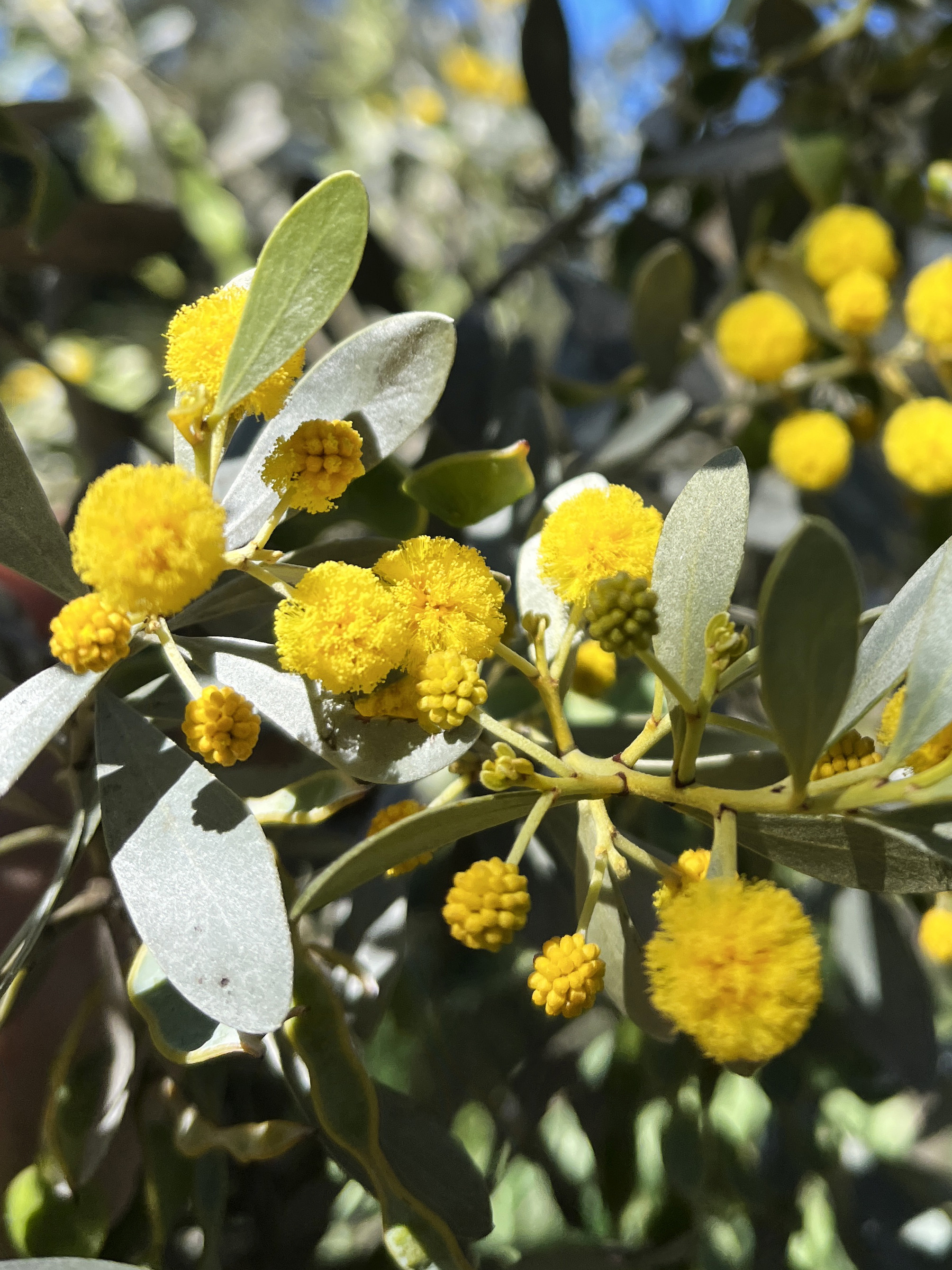 Acacia argyrophylla