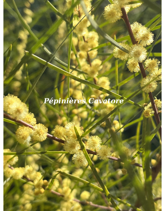 Acacia cognata