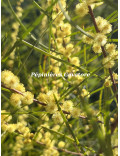 Acacia cognata