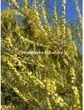 Acacia cognata