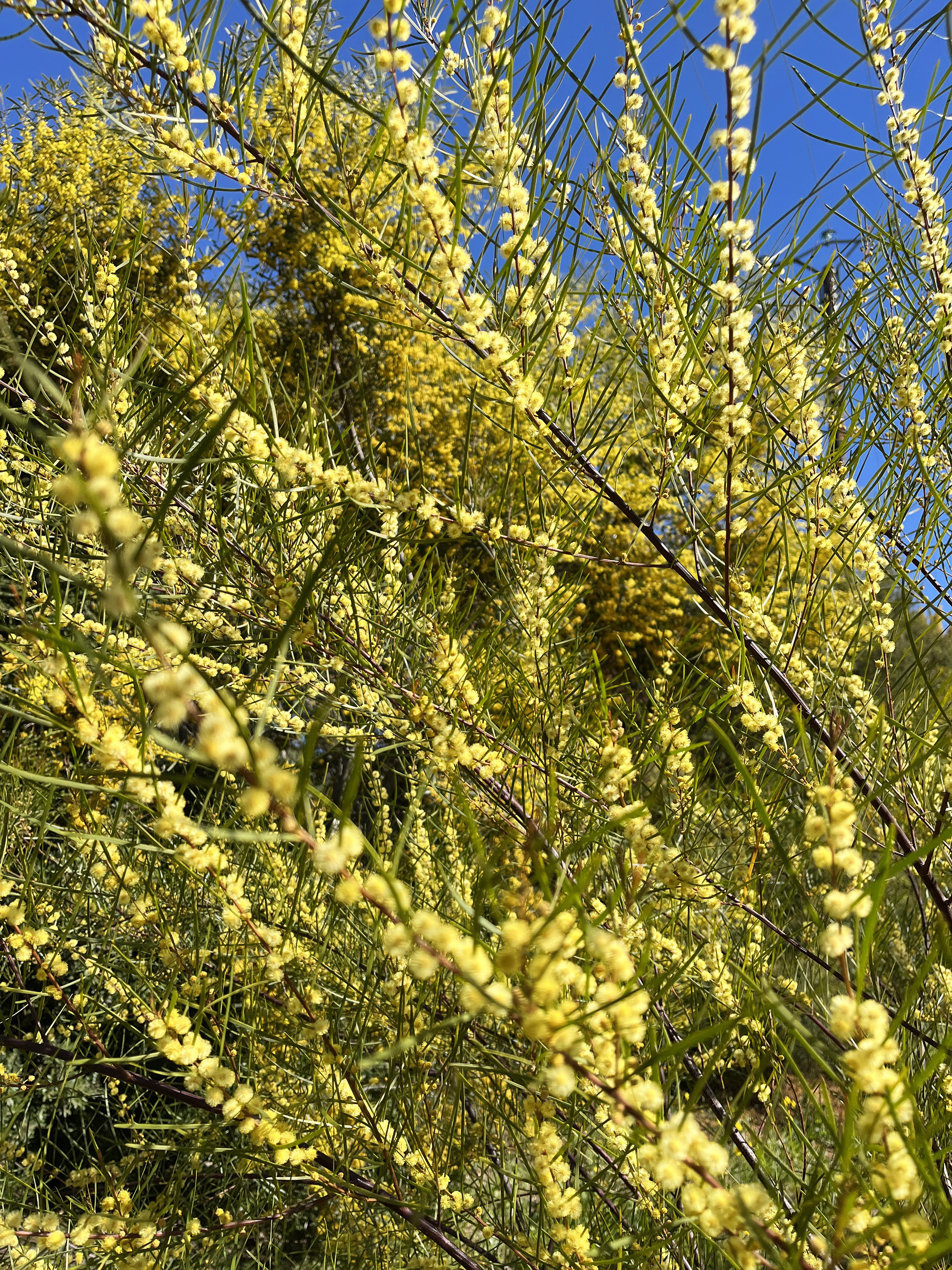 Acacia cognata