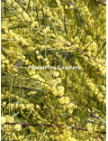 Acacia cognata
