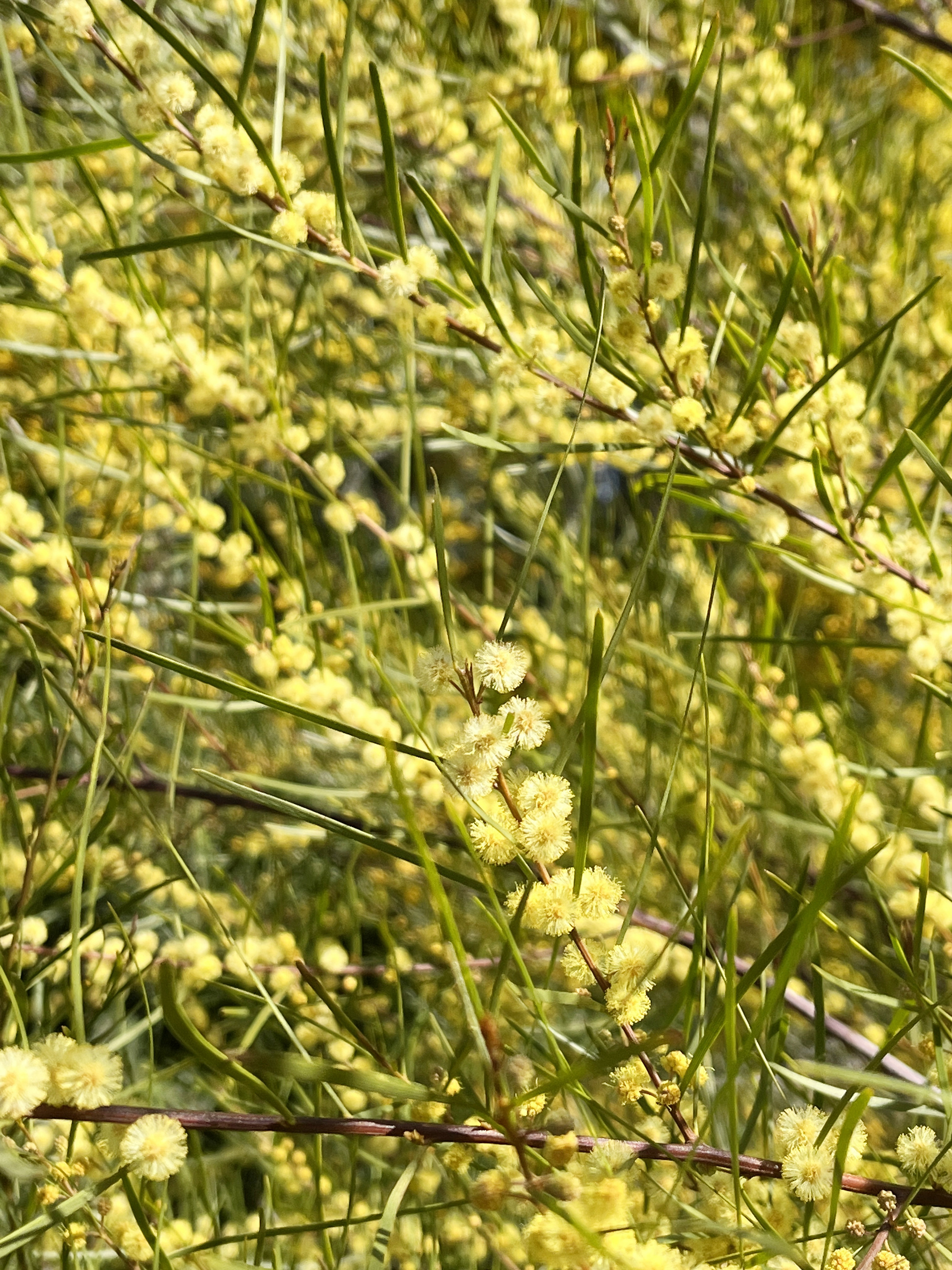 Acacia cognata