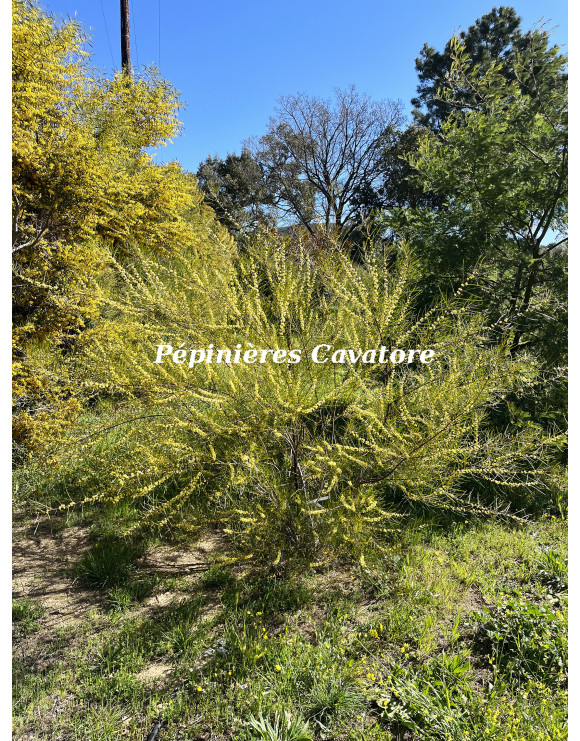 Acacia cognata