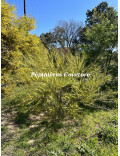 Acacia cognata