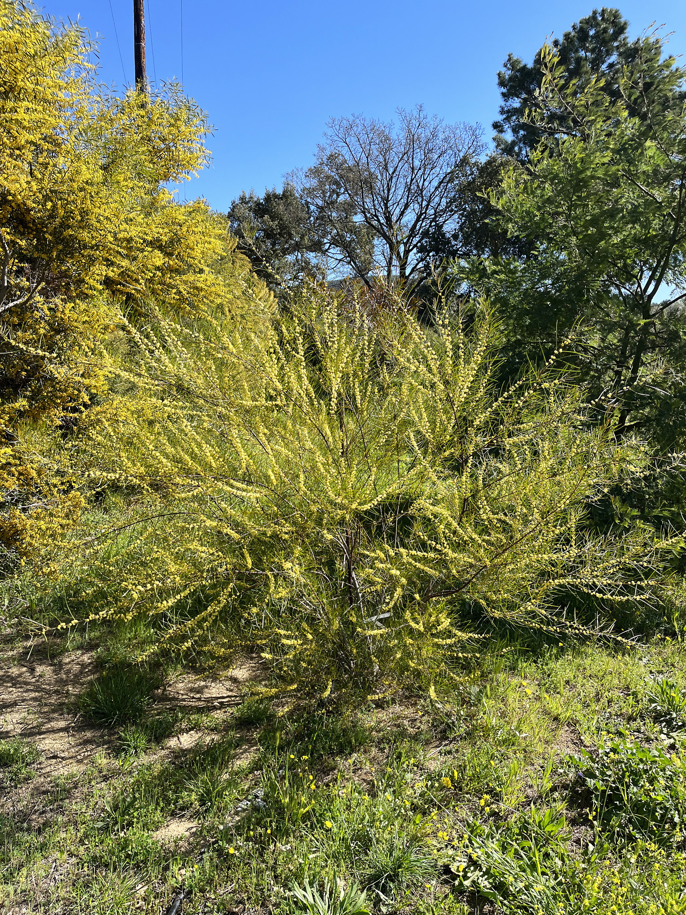 Acacia cognata