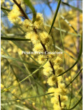 Acacia cognata