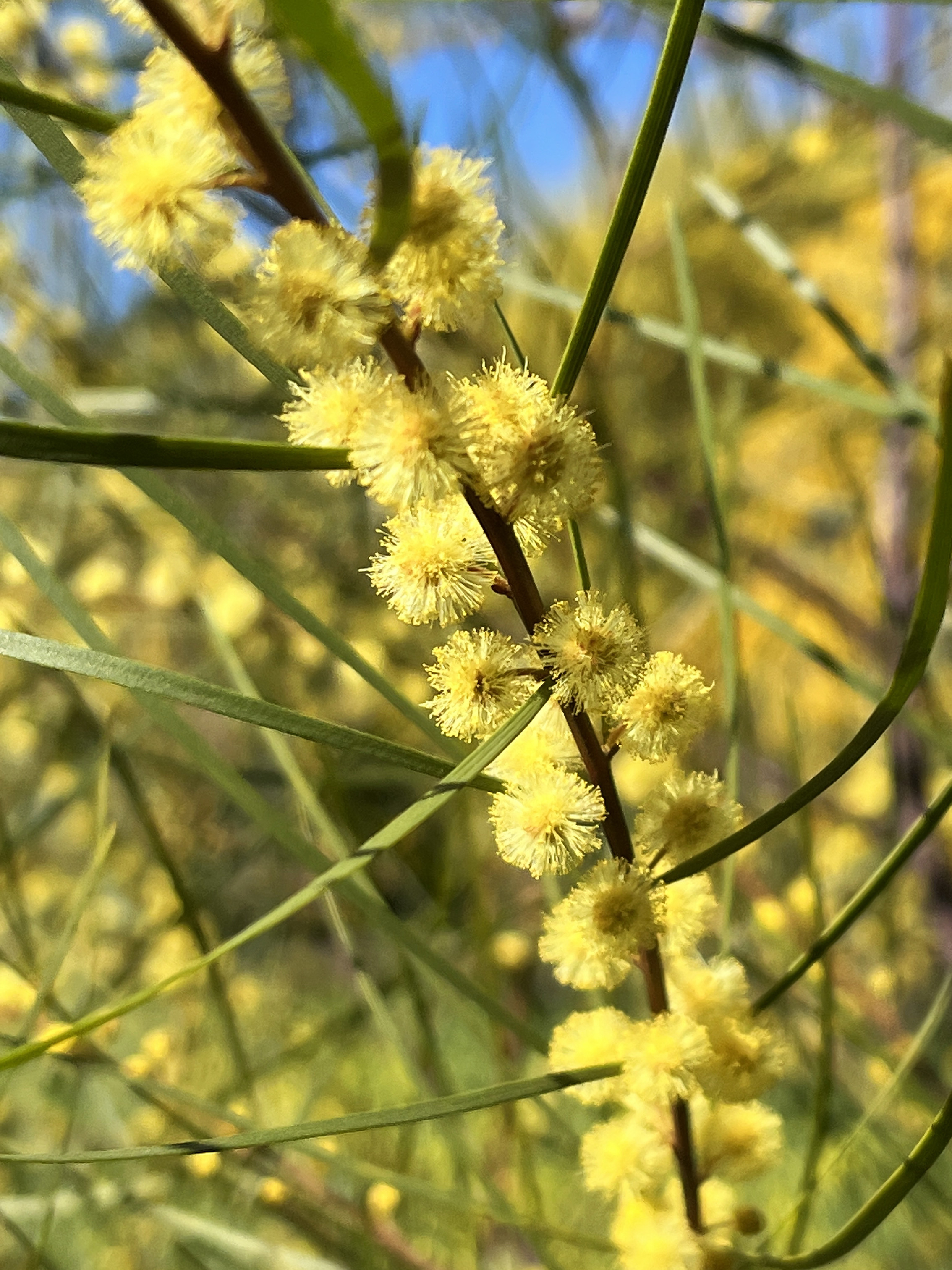 Acacia cognata