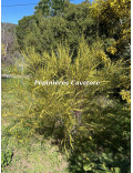 Acacia cognata