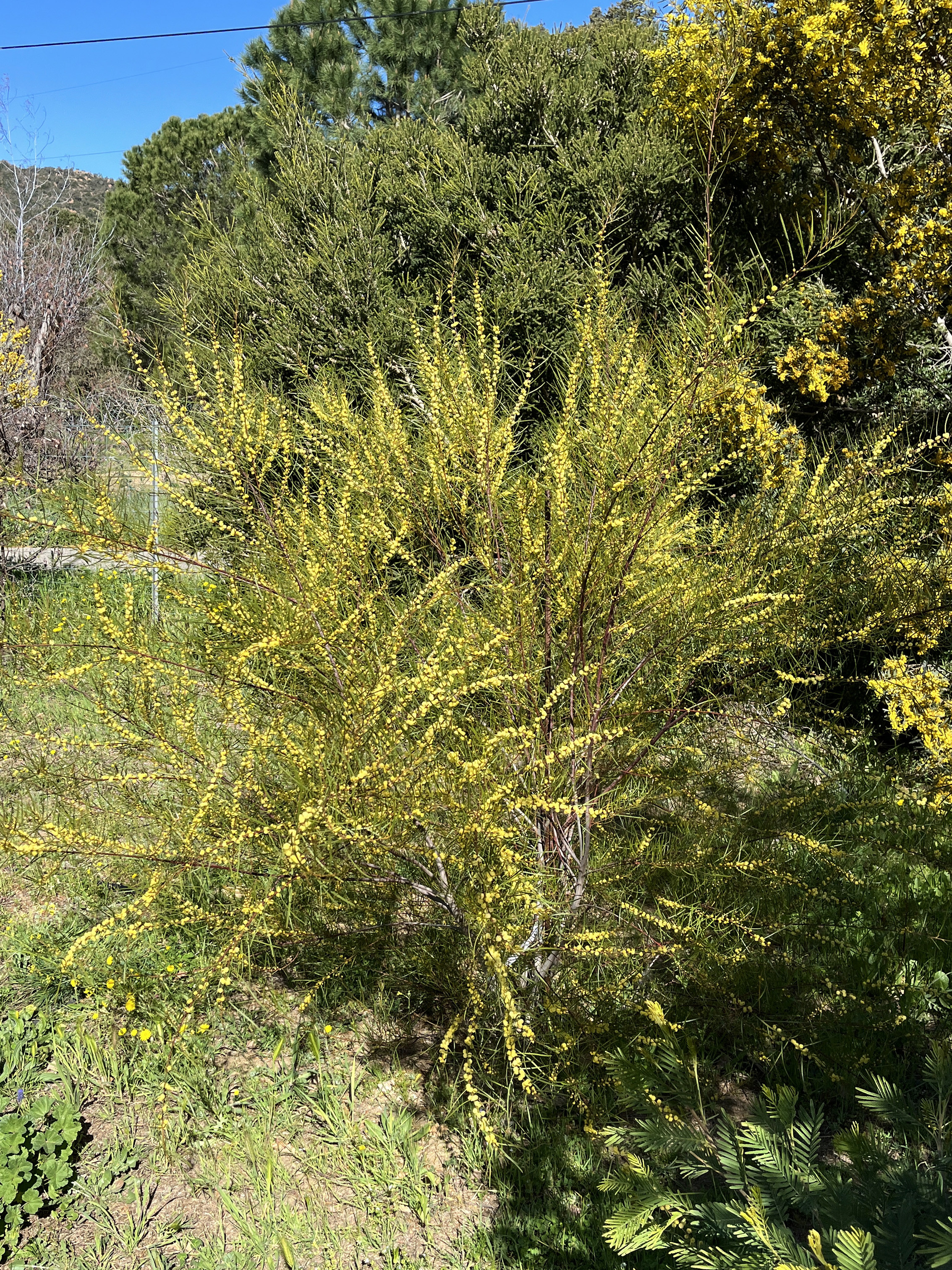 Acacia cognata