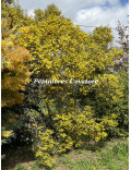 Acacia trineura