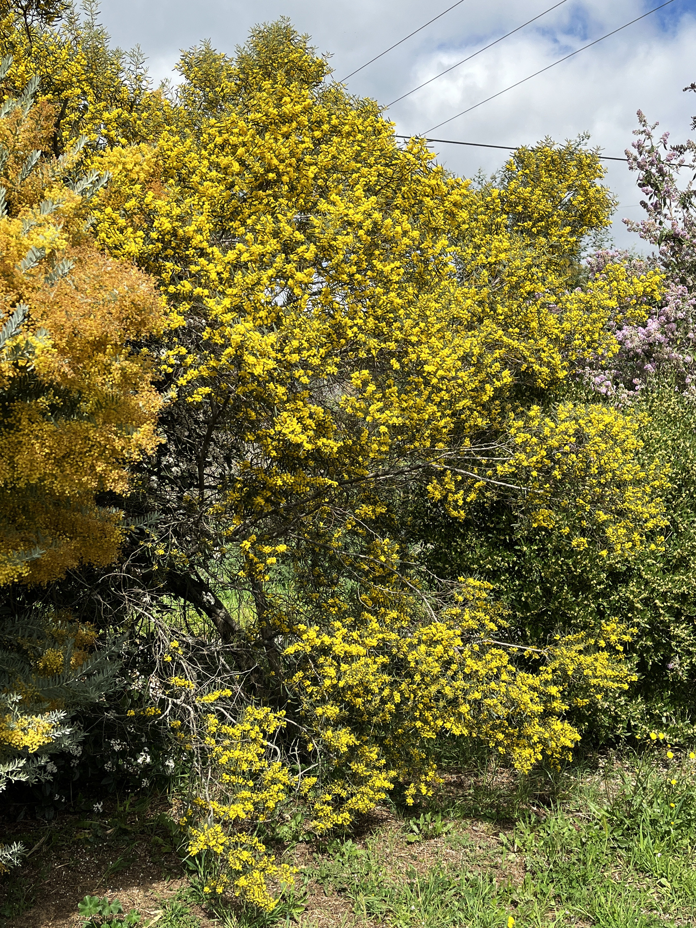Acacia trineura