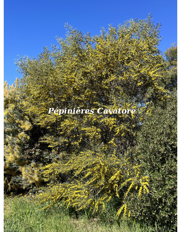 Acacia trineura