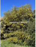 Acacia trineura