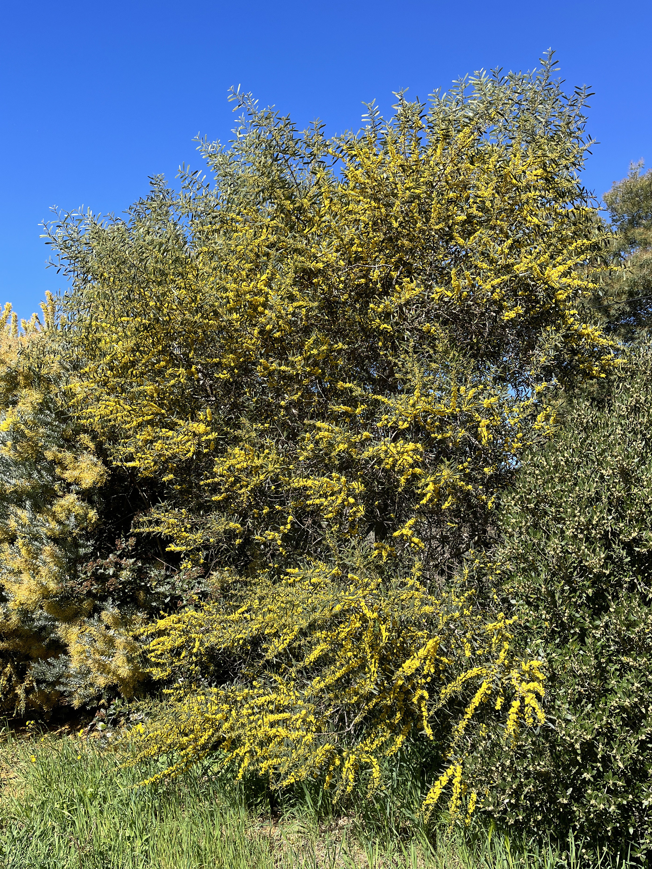 Acacia trineura