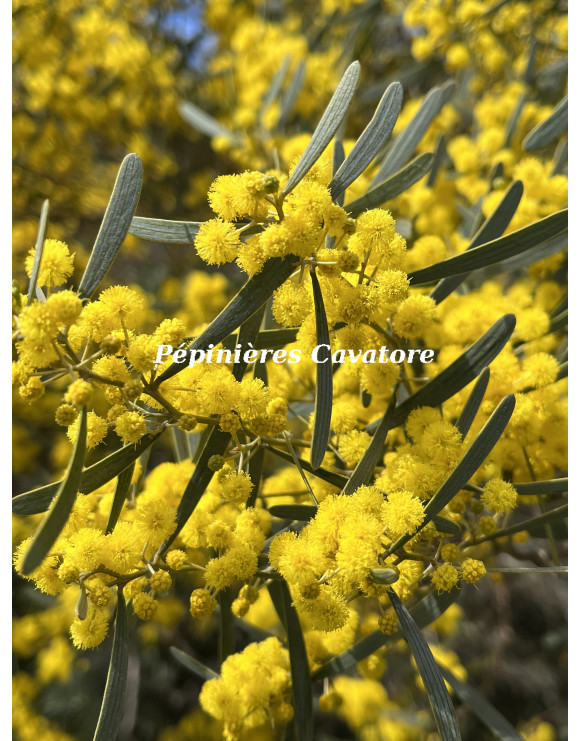 Acacia trineura