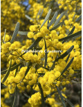 Acacia trineura