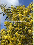 Acacia trineura