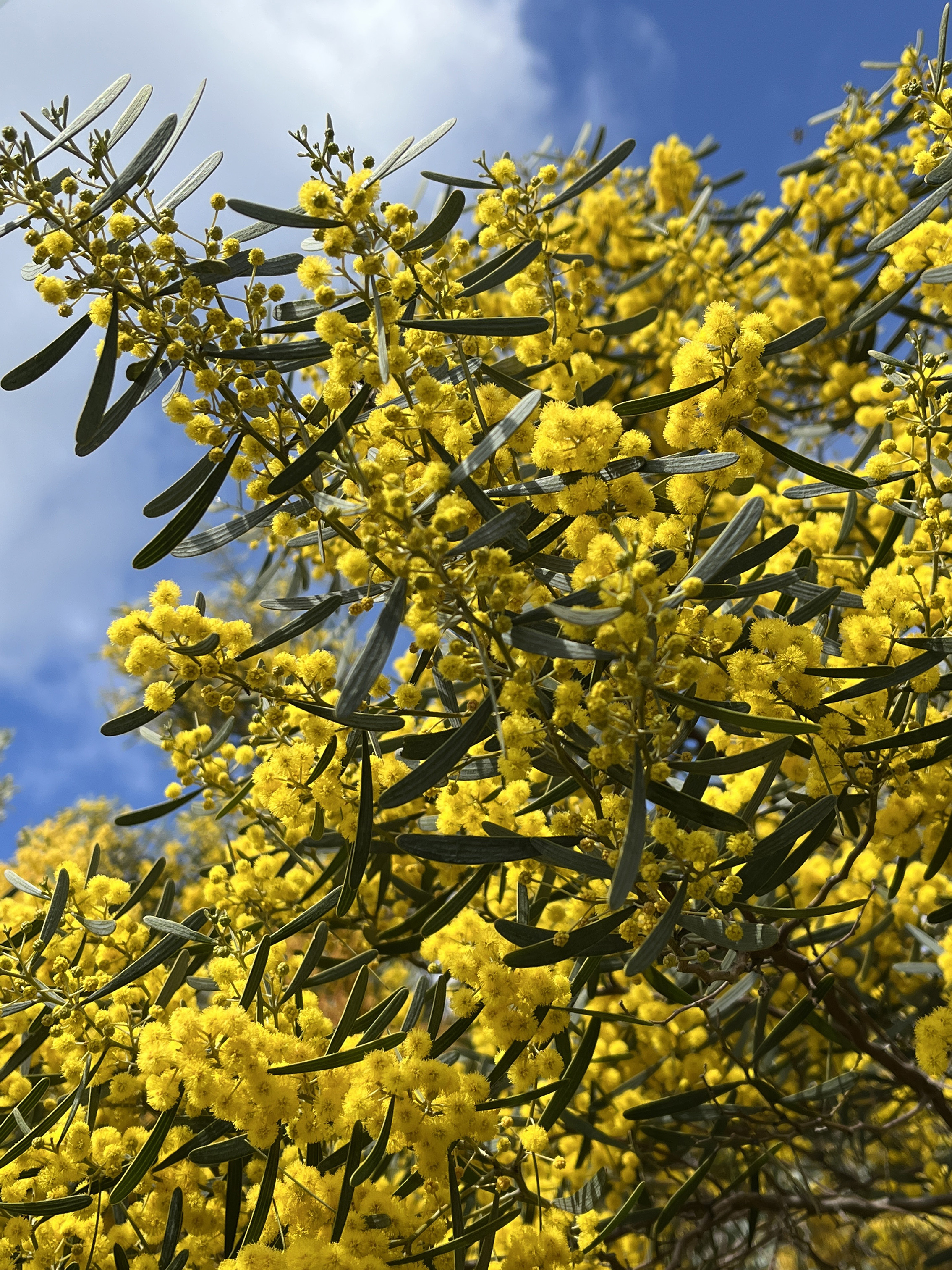Acacia trineura