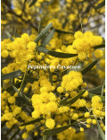 Acacia trineura