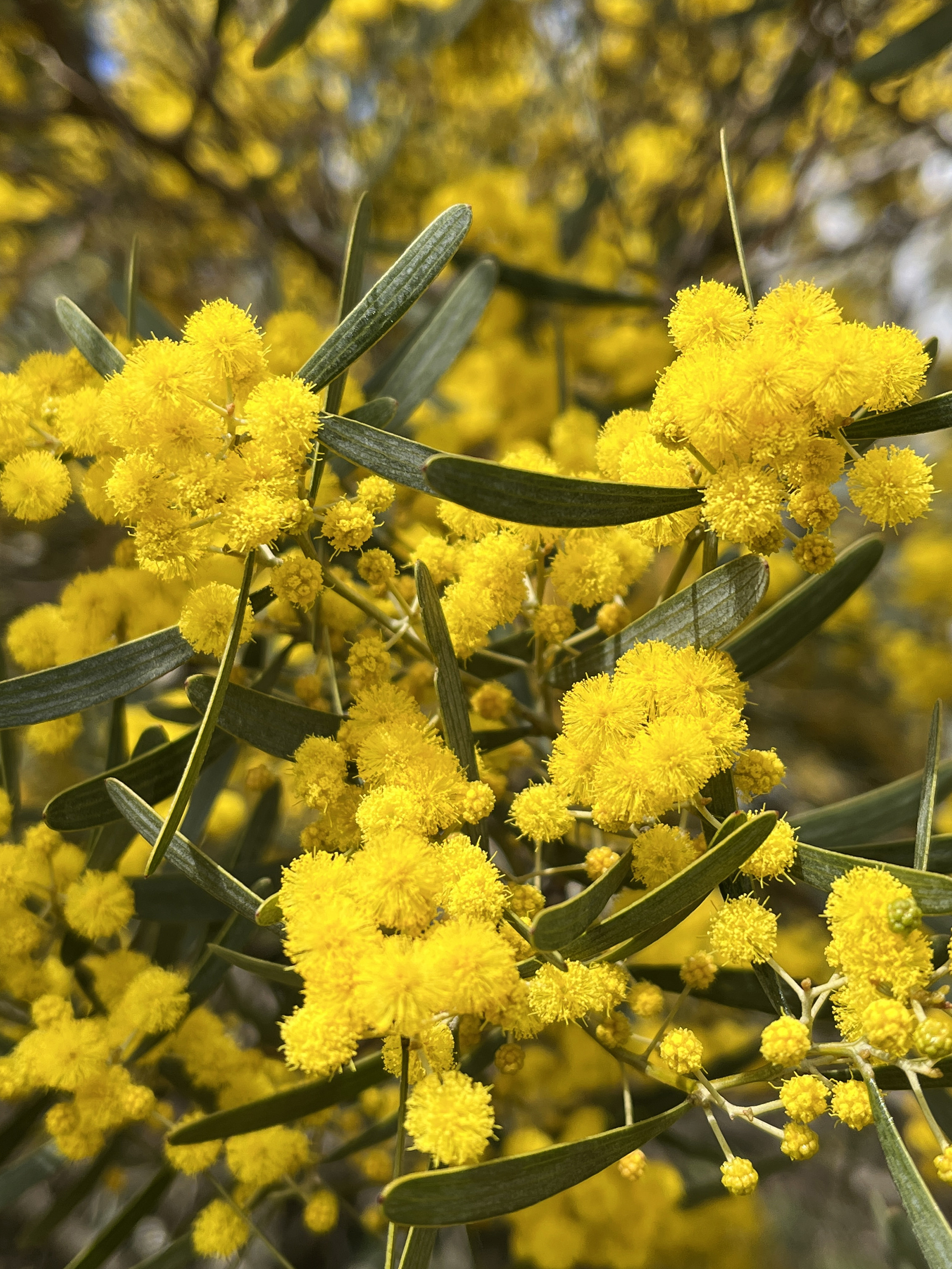 Acacia trineura