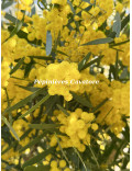 Acacia trineura