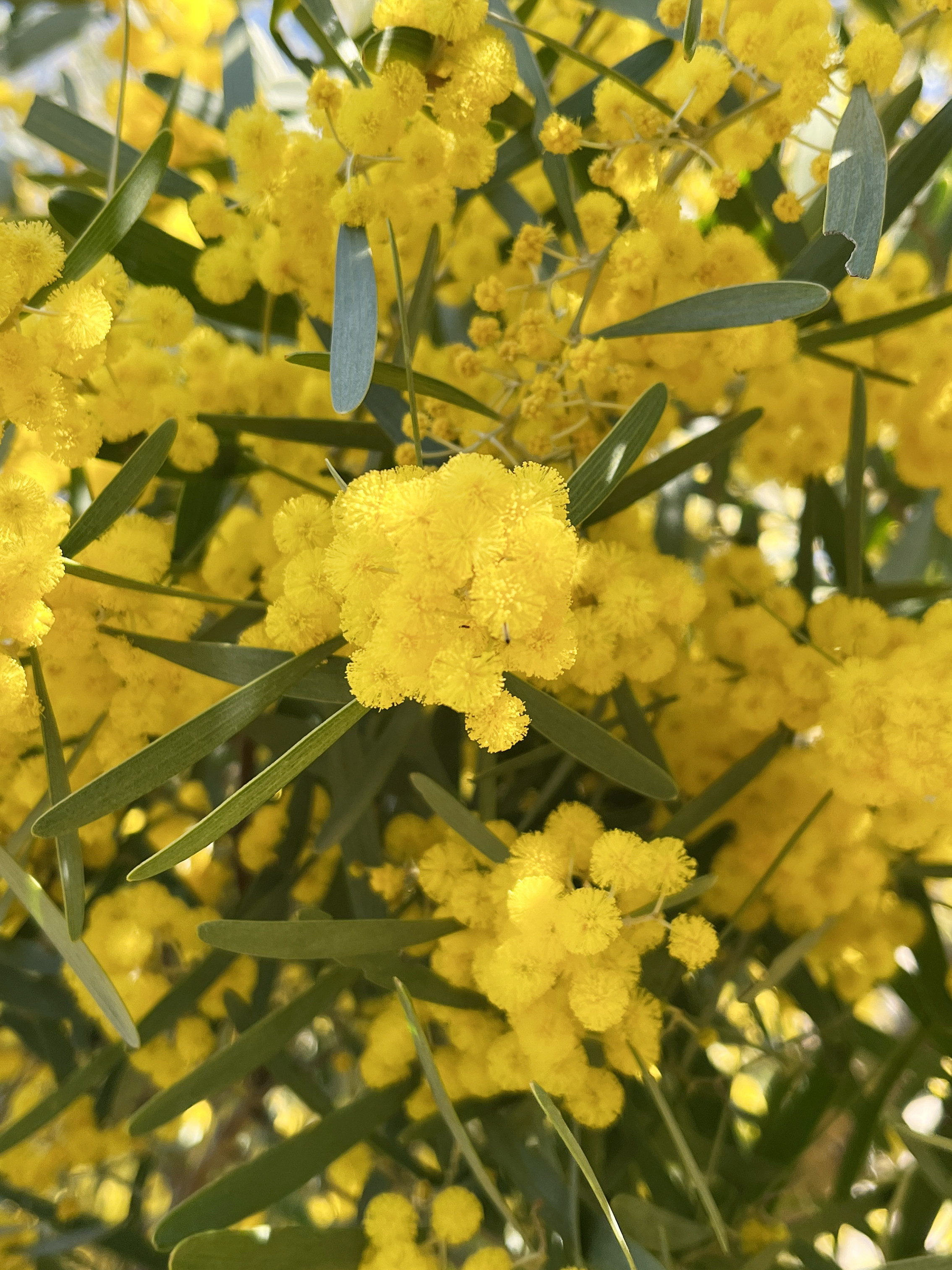 Acacia trineura